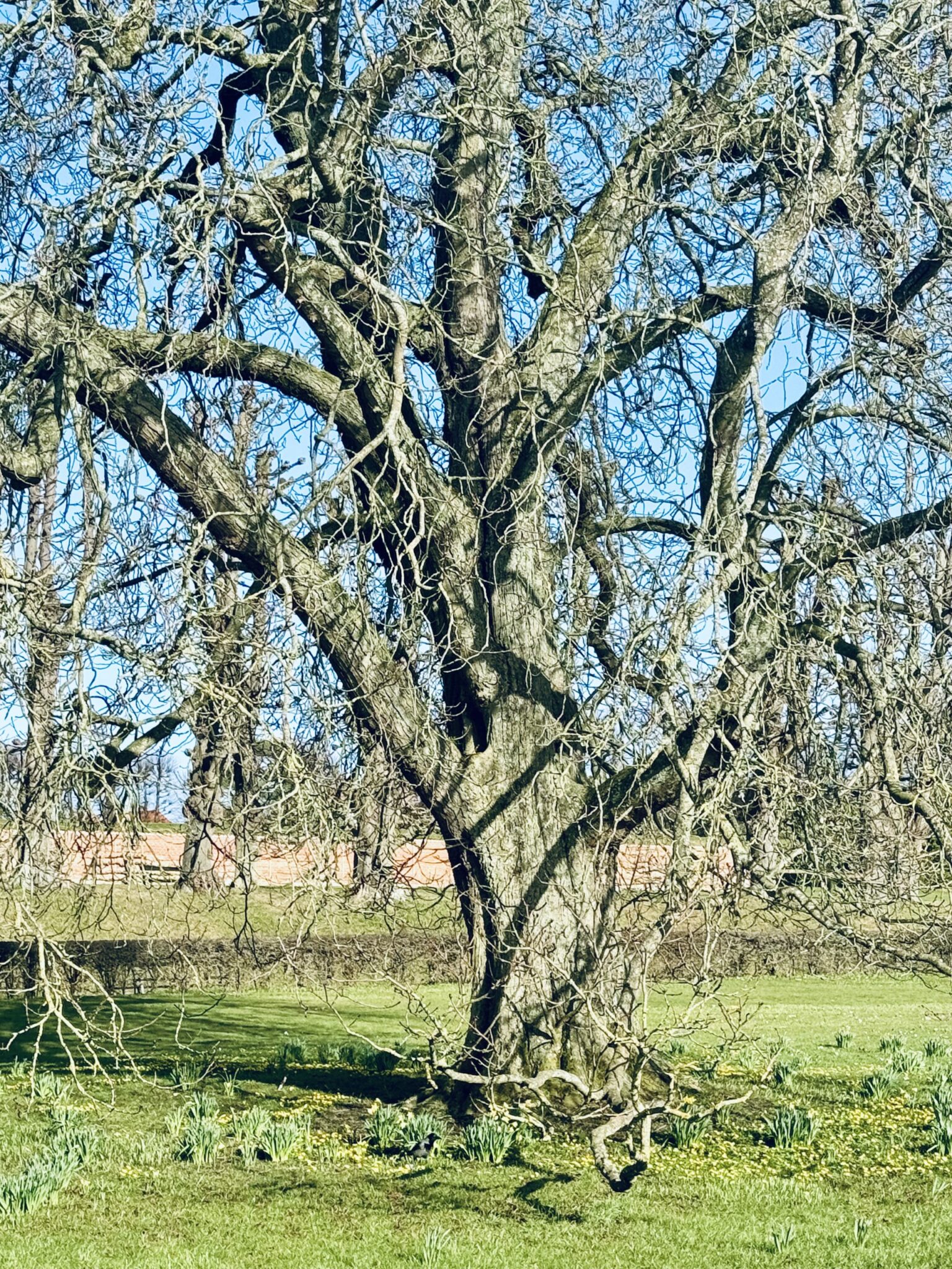 Et gammelt, knudret træ uden blade – en metafor for angstens komplekse natur og indre kampe.