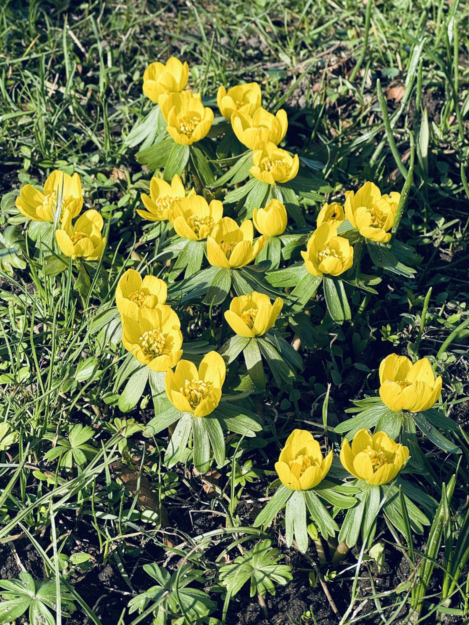 Gule forårsblomster (erantis) spirer frem af jorden – et symbol på håb, styrke og vej ud af angst.